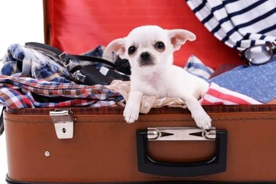 小狗被安檢機查出